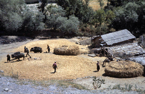 Turkey, threshing floor in the mountains near Kastamonu north of Ankara